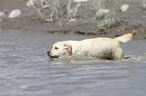LABRADOR 536
